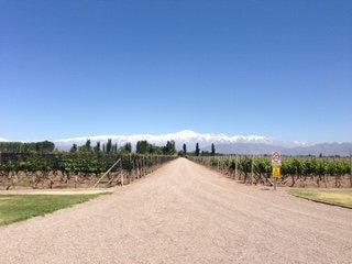 Estrada de terra central cruzando os vinhedos verdes da Bodega Belasco de Baquedano com a Cordilheira dos Andes nevada ao fundo.